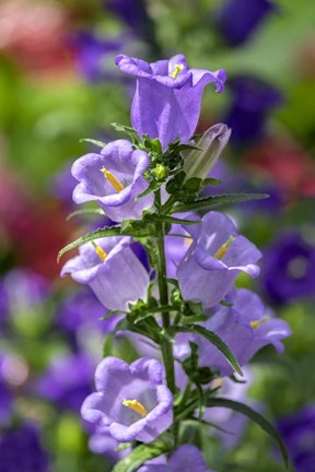 Framed Campanula, Canterbury-Bells Print