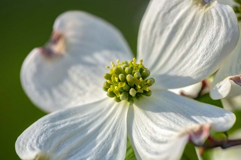 Framed White Dogwood Flowers Print