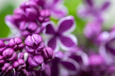 Framed Purple Lilac Print