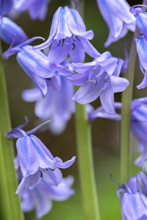 Framed English Wood Hyacinth 2 Print