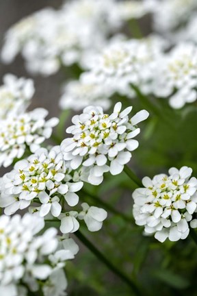 Framed Rock Cress Print