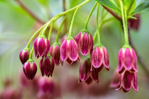 Framed Mountain Azalea Print
