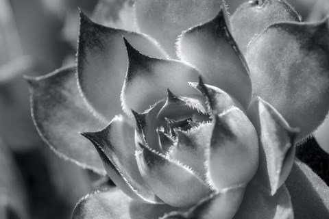 Framed Hens And Chicks, Succulents 1 Print