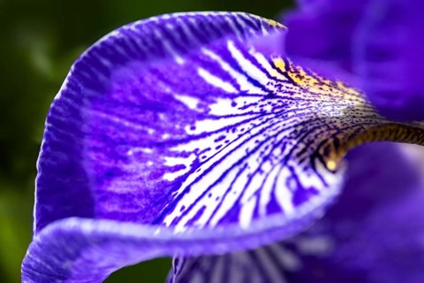 Framed Siberian Iris 1 Print