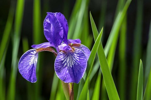 Framed Siberian Iris 2 Print