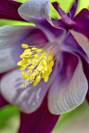 Framed Columbine 1 Print