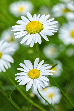 Framed Oxeye Daisy Print