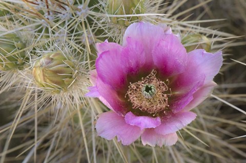 Framed Flowers On Engelmann's Hedgehog Cactus Print