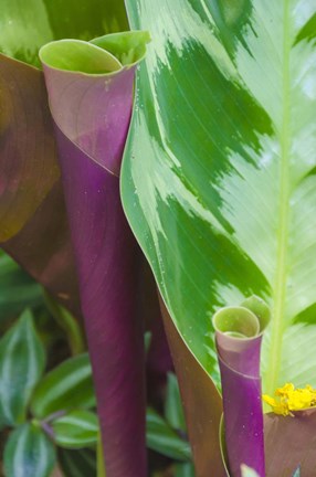 Framed Tropical Foliage Detail 2 Print