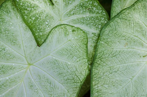 Framed Caladium Leaves Print
