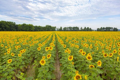 Framed Sunflowers In Field Print