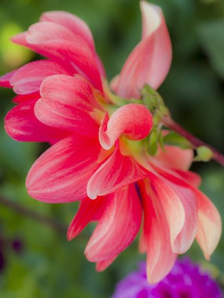 Framed Close-Up Of A Dahlia Print