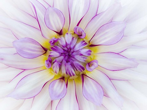 Framed Purple &amp; White Dahlia Print