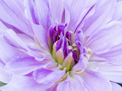 Framed Center Of A Dahlia Print