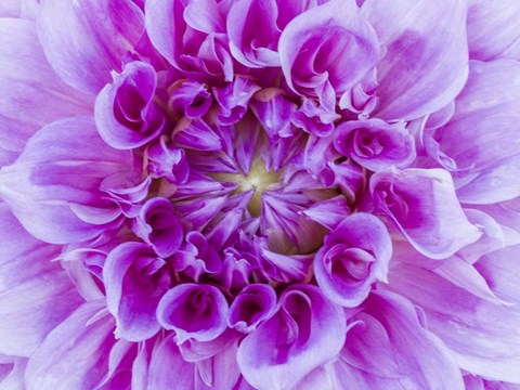 Framed Close-Up Of A Purple Dahlia Print