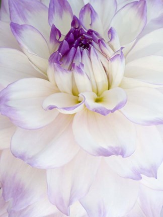Framed White Dahlia with Purple Edges Print