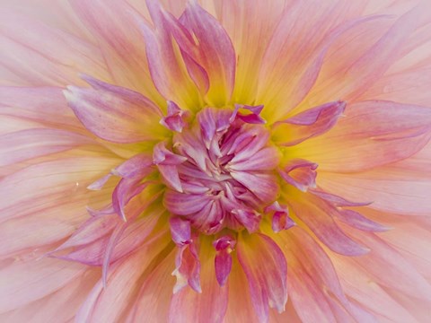 Framed Macro Of A Dahlia Print