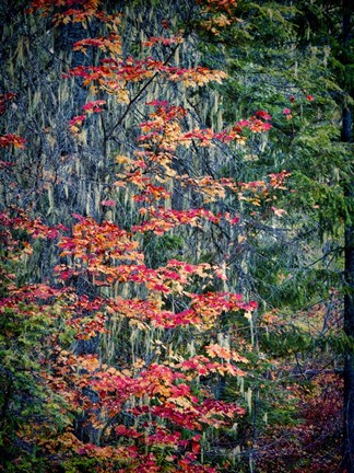 Framed Moss Hanging From a Tree In Autumn Print