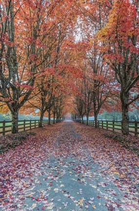 Framed Autumn Country Lane Print