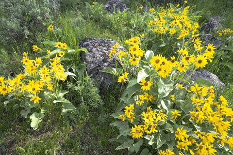 Framed Balsamroot Covering Hillsides In The Spring Print