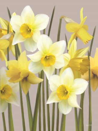 Framed Spring Daffodils Print