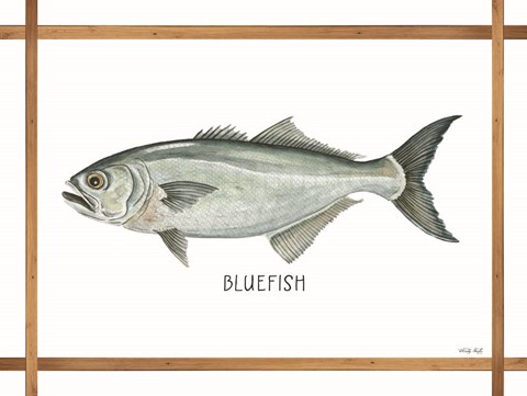 Framed Bluefish on White Print
