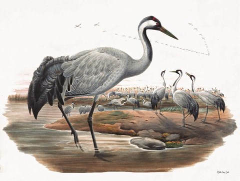 Framed Goulds Coastal Bird VII Print