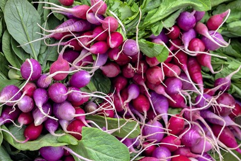 Framed Radishes Print