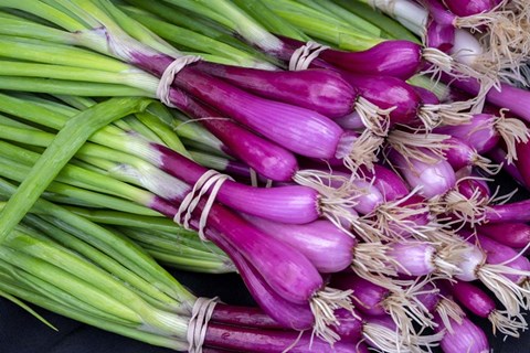 Framed Purple Scallions Print