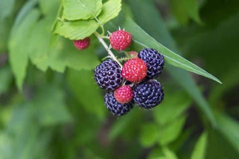 Framed Black Raspberries Print