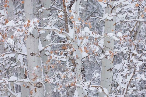 Framed Winter Aspens Closeup Print