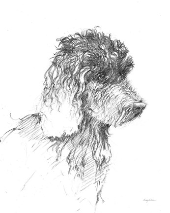 Framed Labradoodle Sketch Print