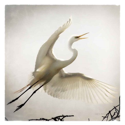 Framed Emergence Print