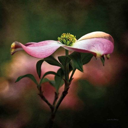 Framed Pink Dogwood I Print