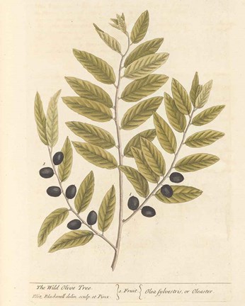 Framed Olive Branch I Print