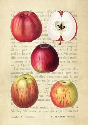 Framed Apple, After Redoute Print
