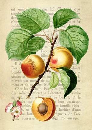 Framed Apricot, After Redoute Print