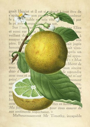 Framed Grapefruit, After Redoute Print