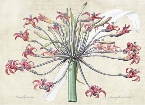 Framed Josephine&#39;s Lily, After Redoute Print
