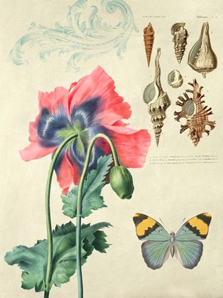 Framed Cabinet of Curiosities 3 Print