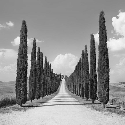 Framed Cypress alley, San Quirico d&#39;Orcia, Tuscany (detail) Print