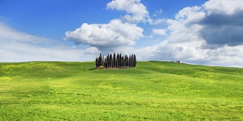 Framed Cypresses, Val d&#39;Orcia, Tuscany (detail) Print