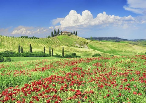 Framed Farmhouse with Cypresses and Poppies, Val d&#39;Orcia, Tuscany Print