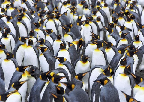 Framed King penguin colony, Antarctica Print