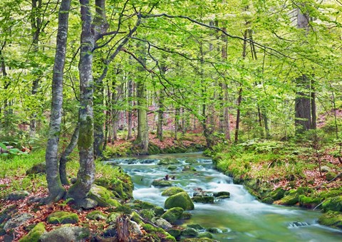 Framed Forest brook through beech forest, Bavaria, Germany Print