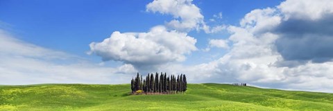 Framed Cypresses, Val d&#39;Orcia, Tuscany Print