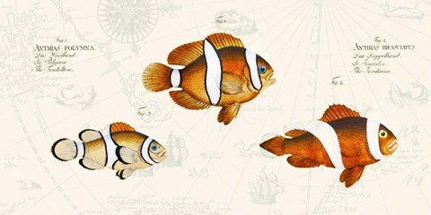 Framed Tropical fish I, After Bloch Print