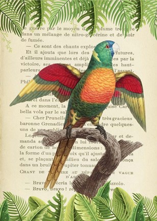 Framed Blue-Headed Parrot, After Levaillant Print