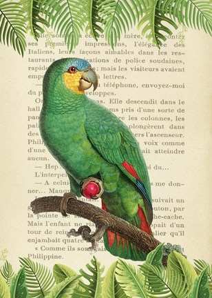 Framed Orange-Winged Amazon, After Levaillant Print