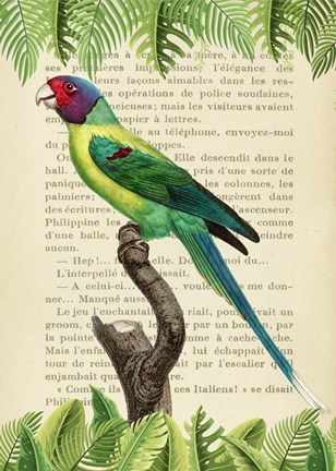 Framed Plum-Headed Parakeet, After Levaillant Print